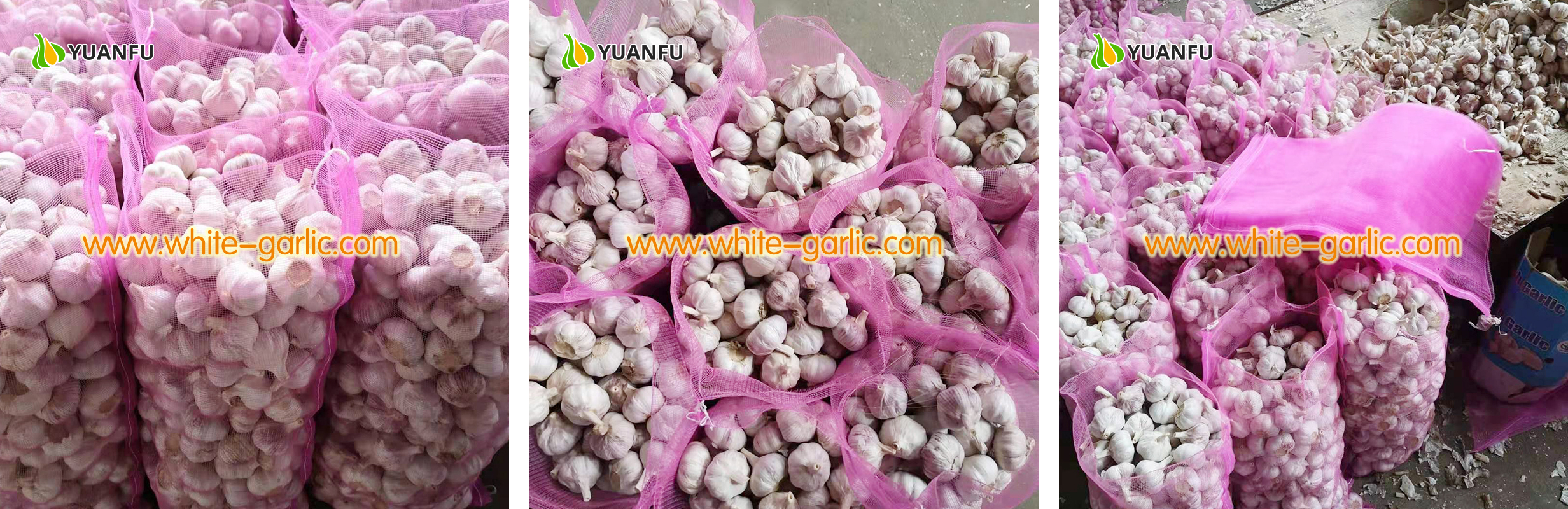 garlic exporters